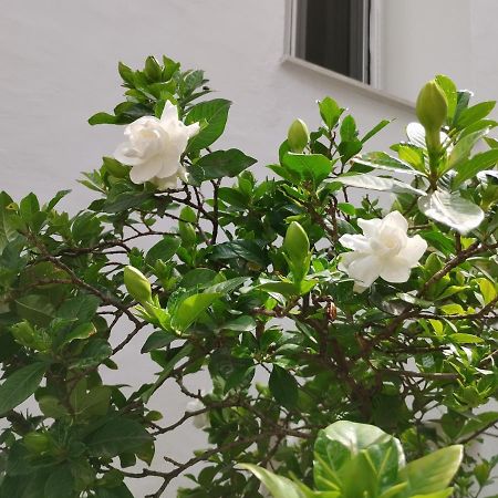 Η Ελπίδα Και Η Γιάννα Ξεκίνησαν Ένα Χώρο Cute Daire Golos Dış mekan fotoğraf