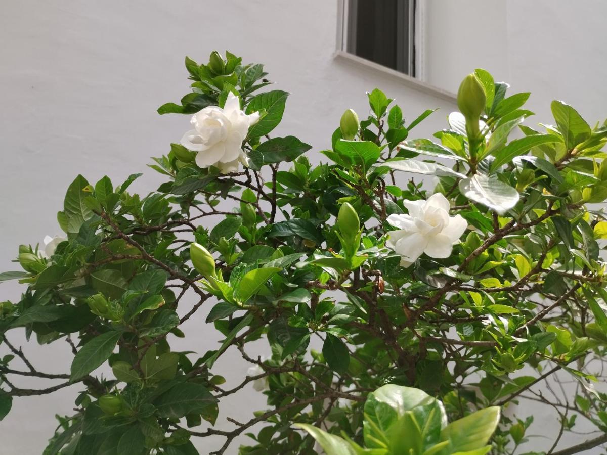 Η Ελπίδα Και Η Γιάννα Ξεκίνησαν Ένα Χώρο Cute Daire Golos Dış mekan fotoğraf